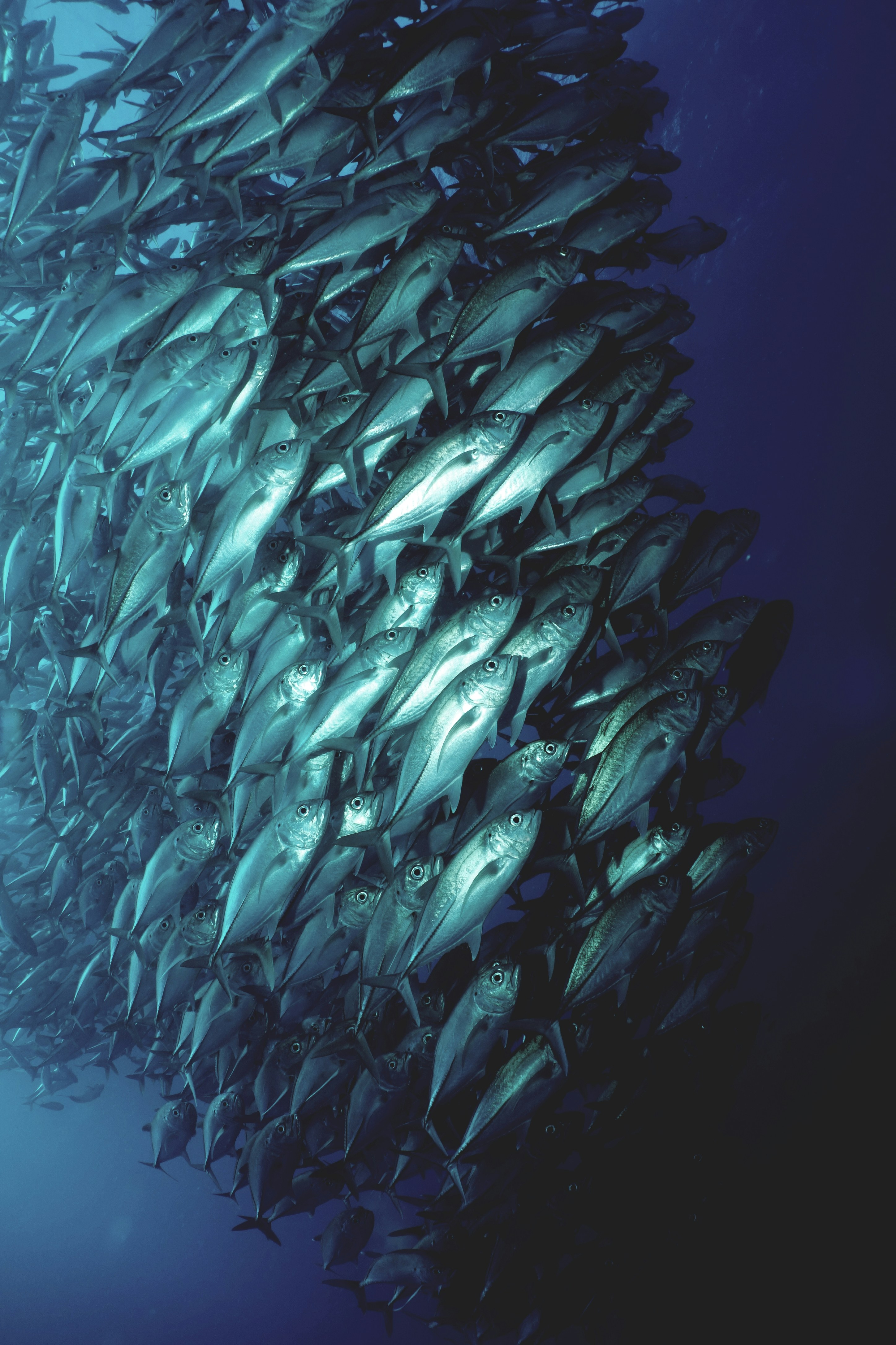 A school of silver fish moving together through deep blue water.